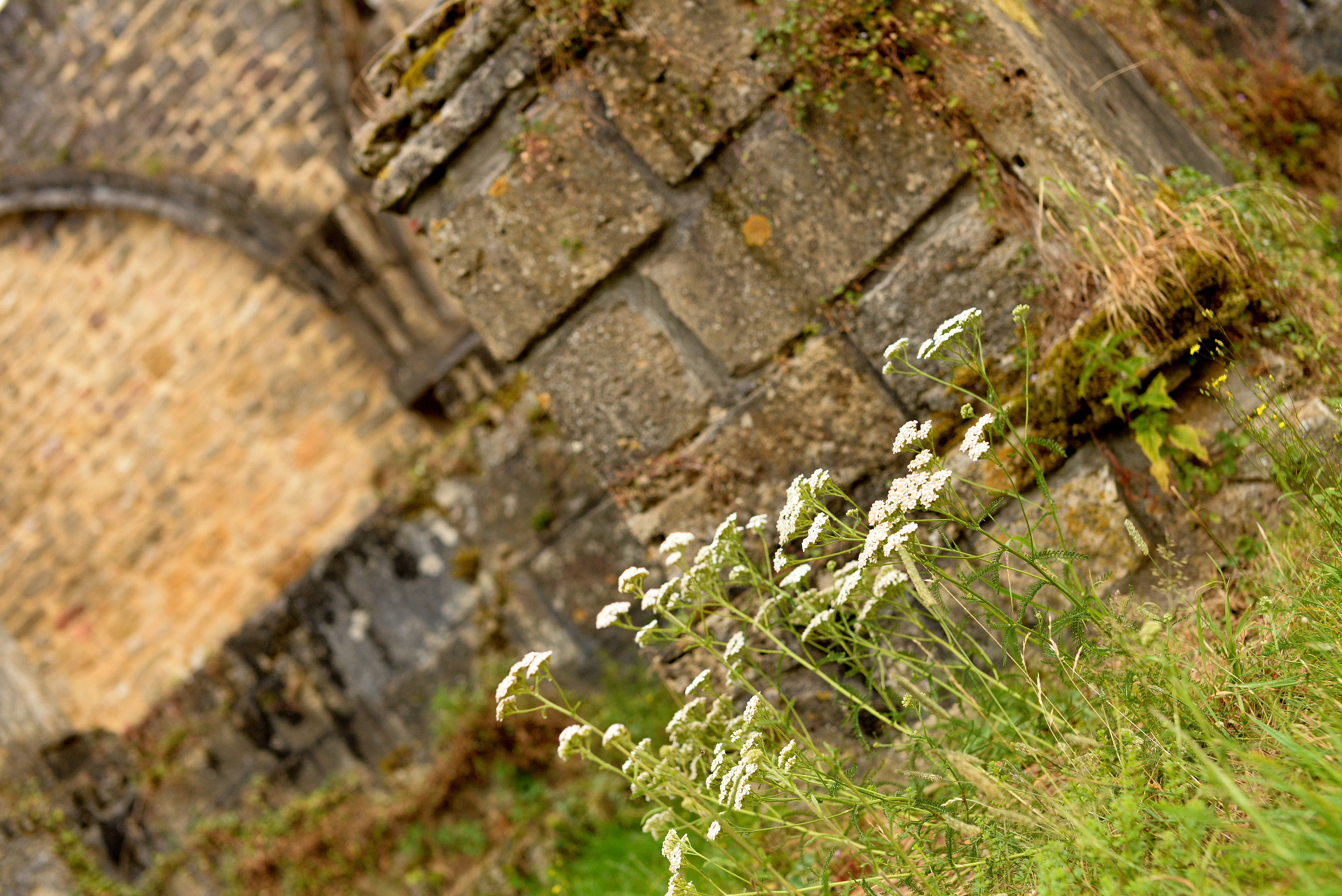 Initiation à la botanique