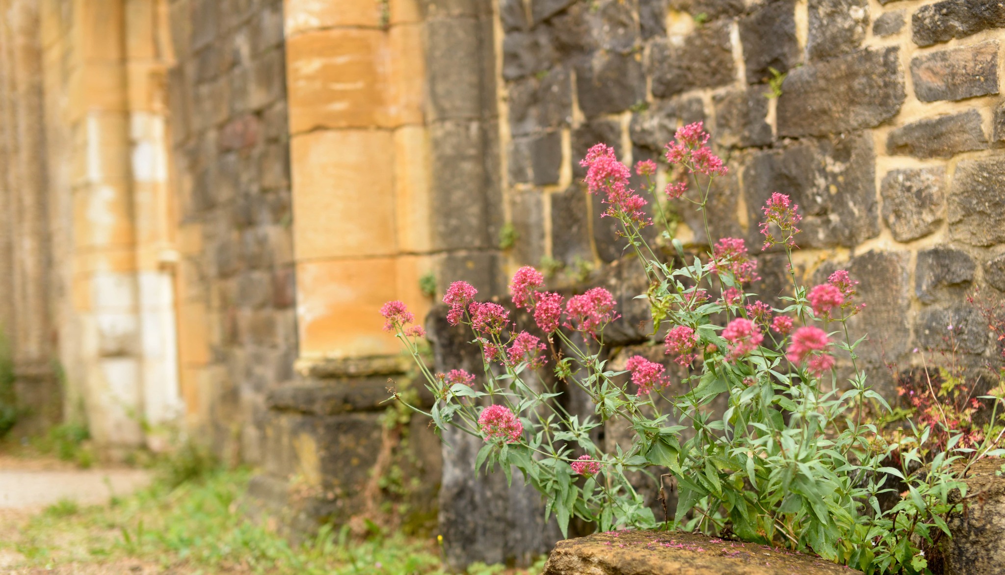 Bonbons aux plantes, sirop médicinal et retraite à l'abbaye d'Orval