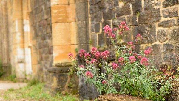 Bonbons aux plantes, sirop médicinal et retraite à l'abbaye d'Orval