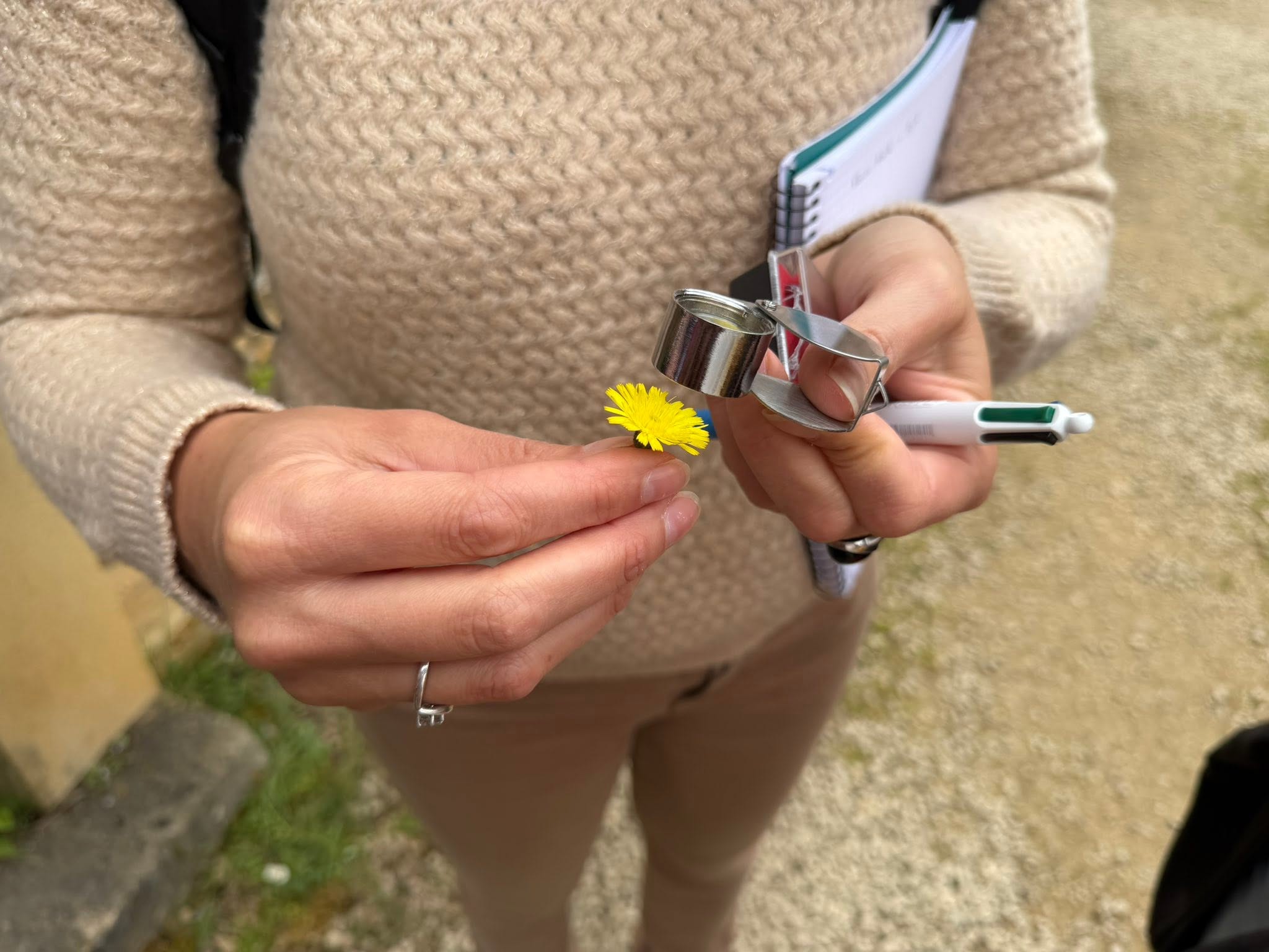 Sortie Nature : reconnaître les plantes qui nous entourent